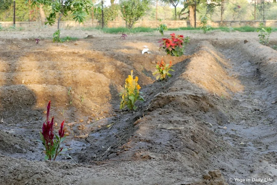 New ornamentals in former fig area